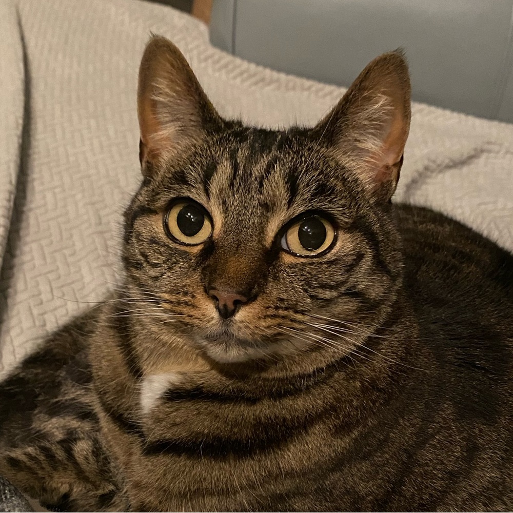 Meet your Posher, Elise